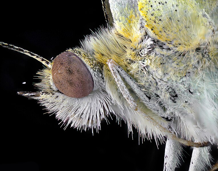 File:Бабочка капустница (Pieris brassicae).jpg