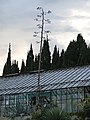 Никитский ботанический сад. Кактусовая оранжерея - panoramio (6).jpg