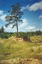 Tree, Russia