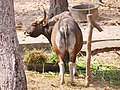 วัวแดง สวนสัตว์เชียงใหม่ Banteng in Chiang Mai Zoo (2).jpg