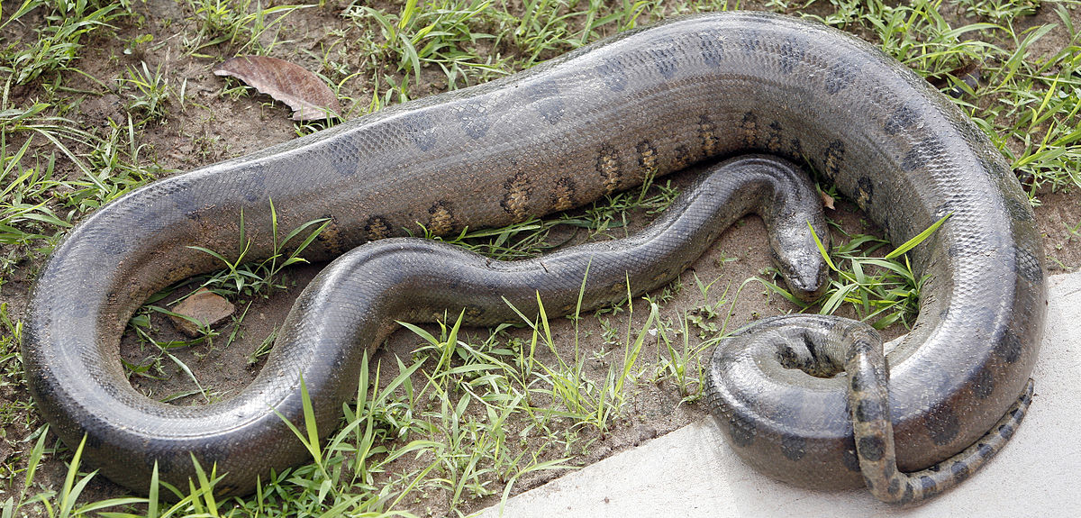 giant green anaconda teeth