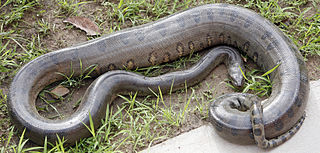 Anaconda,  Montana, United States