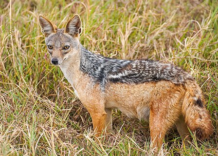 Black-backed jackal in the Ngorongoro Crater