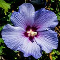 0233bw Blaue-Blüte-des-Straucheibisch-(Hibiscus-syriacus).jpg