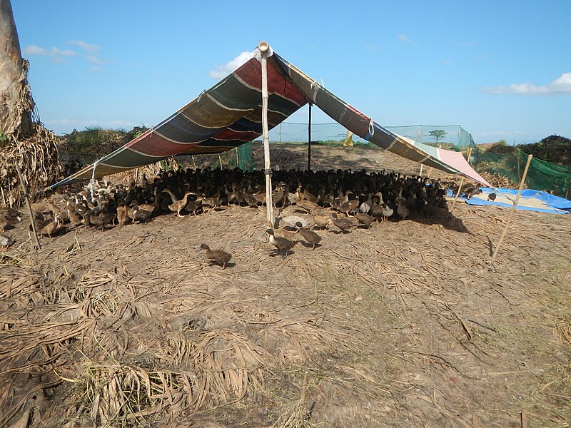 File:05542jfBarangay Paligui Domesticated Ducklings Candaba Mount Arayat Pampangafvf 11.JPG