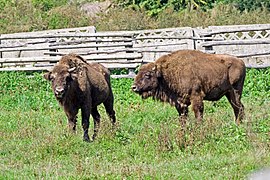 Europæisk bison i Hațeg naturereservat