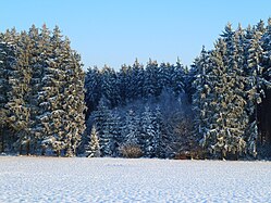 Forests in Winter (Upper Swabia)