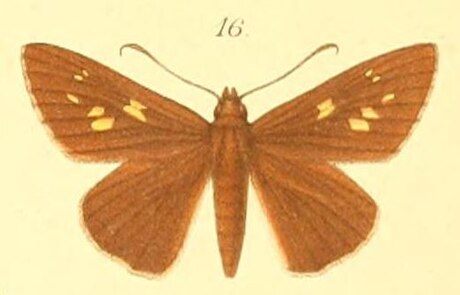 Gretna (skipper)