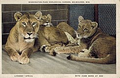 22595-N - Lioness With Cubs Born at Zoo