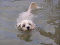 صورة مصغرة لـ سباحة كلبية