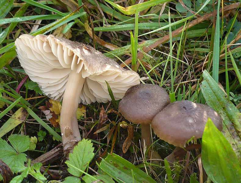 File:2008-10-19 Hygrocybe nitrata 20200 cropped.jpg