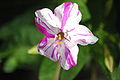 2009-09-25 Wunderblume, Four oclock flower, Mirabilis jalapa.JPG