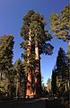 2013-09-20 09 51 40 Giant Sequoia in Grant Grove.JPG