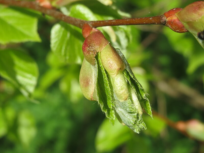 File:20140408Tilia cordata4.jpg