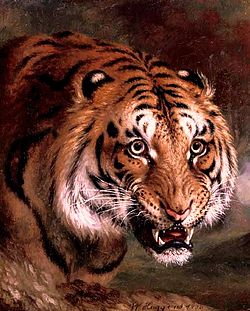 20140924164737!Bengal Tiger d4617011x.jpg