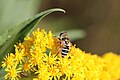 Kleine Keilfleckschwebfliege