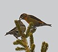 male feeding female