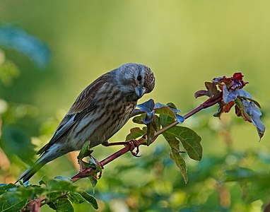 Common linnet - Linaria cannabina, female