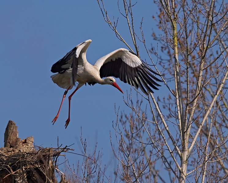 File:2018.03.24.-09-Sandtorfer Aecker-Mannheim-Sandhofen--Weissstorch beim Abflug.jpg