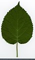 * Nomination Hydrangea arborescens. Leaf adaxial side. --Knopik-som 09:55, 25 August 2021 (UTC) * Promotion  Support Good quality. --Steindy 10:23, 25 August 2021 (UTC)