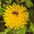 * Nomination A mining bee on a dandelion --FlocciNivis 10:31, 8 February 2023 (UTC) * Promotion  Support Very nice. --Der Angemeldete 12:12, 8 February 2023 (UTC)