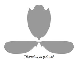 Titanokorys gainesi ティタノコリス・ゲイネシ