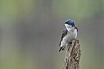 Thumbnail for File:20240501 tree swallow keeney cove PD202578 1.jpg