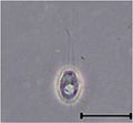 Codosiga sp. single cell