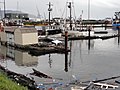 392 Damaged docks-debris (15099524386).jpg