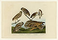 432. I. Burrowing Owl - . Large-headed Bu...