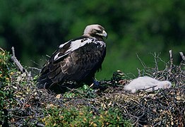 Aigle Royal: Description, Écologie et comportement, Répartition et habitat