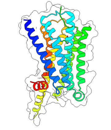 5-HT1A receptor