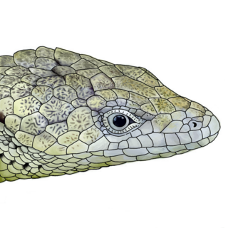 <i>Abronia zongolica</i> Species of lizard