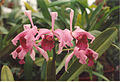 Cattleya purpurata