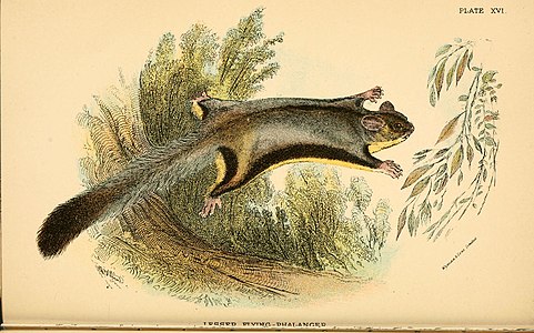 Illustration d'un phalanger volant en train de planer.