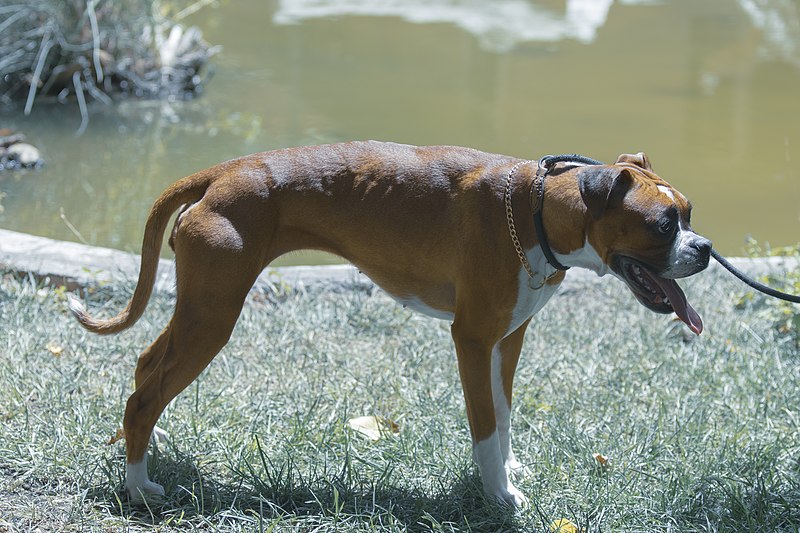 File:A pure and female Boxer dog in Iran 01.jpg