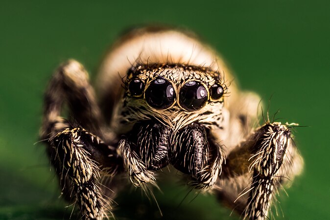 unidentified Salticidae. Photo by Gen. BaTBaiLeyS