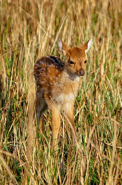 File:A spotted deer fawn standing inside Jim Corbett national park, Uttarakhand, India.jpg