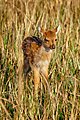 * Nomination A spotted deer fawn standing inside Jim Corbett national park, Uttarakhand, India--Subhrajyoti07 07:09, 20 March 2022 (UTC) * Promotion  Support Good quality. --F. Riedelio 08:16, 23 March 2022 (UTC)