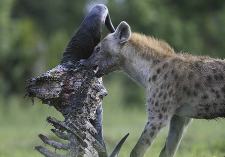 Tập_tin:A_spotted_hyena_(Crocuta_crocuta)_removes_flesh_from_a_long-dead_ungulate_-_journal.pone.0060797.g001-E.png