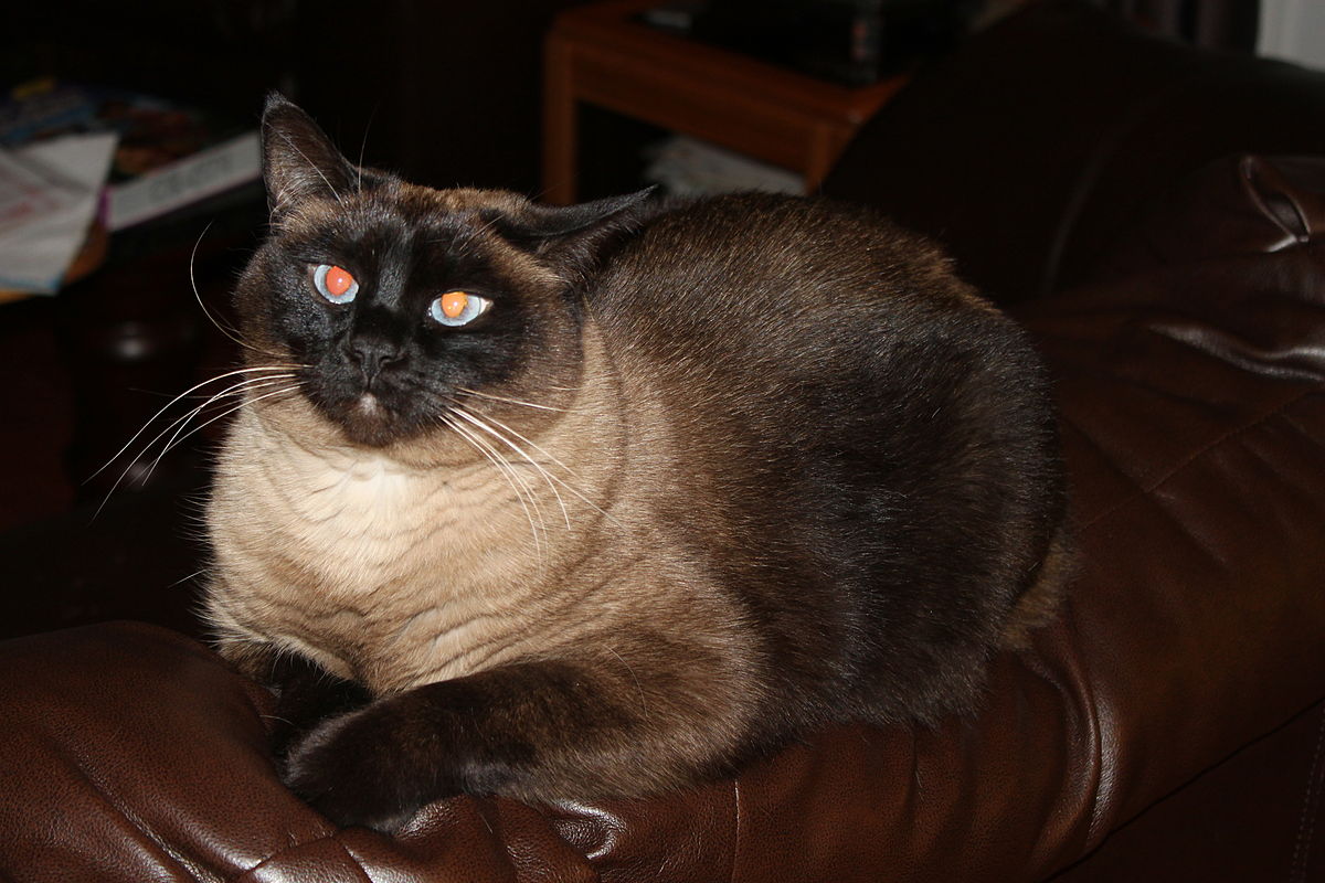 seal point siamese