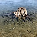 A tree stump under water in the St. Lawrence River.jpg