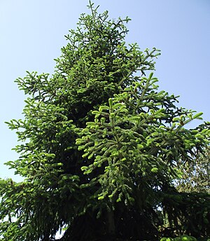 Troy fir (Abies nordmanniana subsp.equi-trojani)