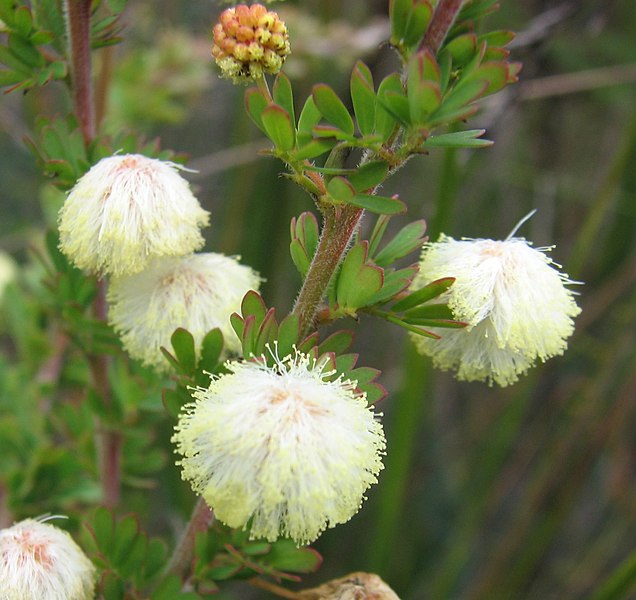 File:Acacia mitchelii.jpg