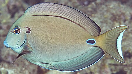 Tập_tin:Acanthurus_tennentii_EOL.jpg