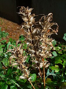 Acanthus balcanicus Infrutescence