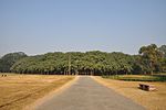 Ce n'est pas une forêt, mais le seul arbre du grand banian