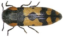 Acmaeodera louwi Acmaeodera louwi Holm, 1985 (3384554909).jpg