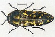 Acmaeodera vernachlässigen (Kerremans.Monographie.des.Buprestides.14) .jpg