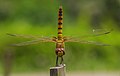 * Nomination Acrobatic Dragonfly at ational Botanical Garden of Bangladesh. By User:Azimronnie --RockyMasum 09:10, 12 August 2018 (UTC) * Promotion Please add categories for the dragonfly. --XRay 10:19, 12 August 2018 (UTC) @XRay: category added. Thanks.--RockyMasum 14:43, 12 August 2018 (UTC)  Support Good quality. Thank you. --XRay 16:18, 13 August 2018 (UTC)